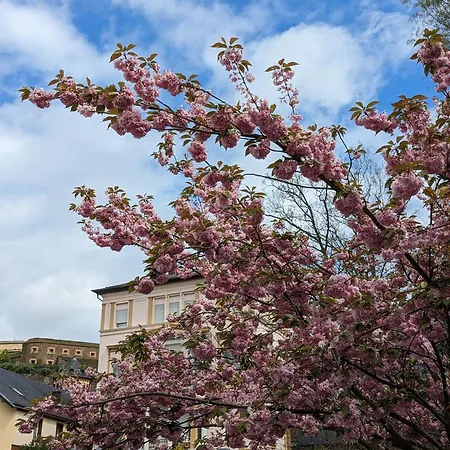 Iii Rhein Charme Gemuetlichkeit, Style & Geschichte Bei Katrin Und Familie Iii